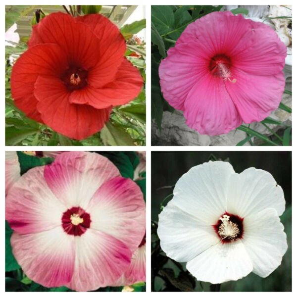 25 Mixed Luna Hibisc Moscheutos Hardy Red, Hot Pink, Pink White Swirl Seeds Fresh Garden
