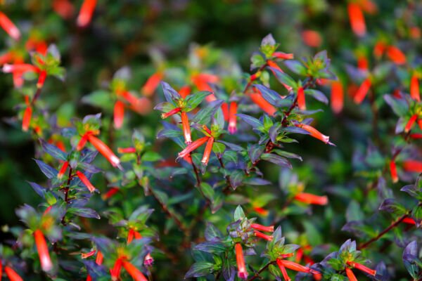 10 Red Cigar Plant Mexican Firecracker Cuphea Ignea Hummingbird Flower Seeds Fresh Garden