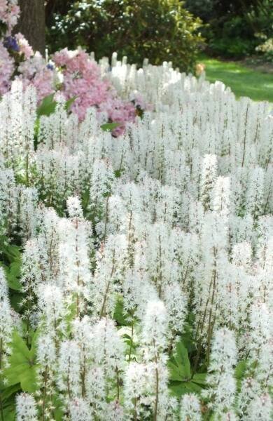 20 Sugar Scoop Foamflower White Tiarella Trifoliata Laceflower Flower Seeds Fresh Garden