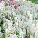 20 Sugar Scoop Foamflower White Tiarella Trifoliata Laceflower Flower Seeds Fresh Garden