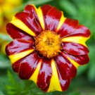 100 Court Jester Marigold French Tagetes Patula Red Yellow Striped Flower Seeds Fresh Garden