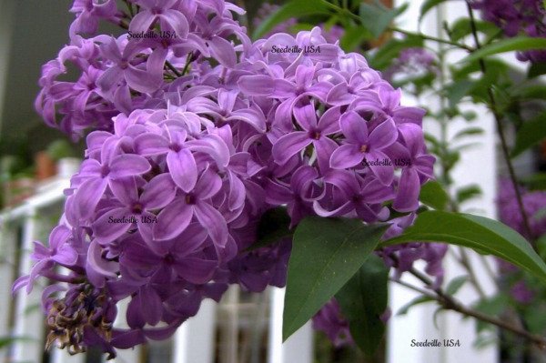 25 French / Old Fashioned Lilac Syringa Vulgaris Flower Shrub Bush Seeds Fresh Garden