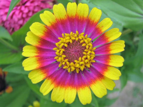 50 Carousel Mix Zinnia Elegans Carrousel Whirligig Mixed Colors Flower Seeds Fresh Garden