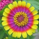 50 Carousel Mix Zinnia Elegans Carrousel Whirligig Mixed Colors Flower Seeds Fresh Garden