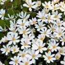 10 White Bloodroot Sanguinaria Canadensis Shade Ground Cover Flower Seeds Fresh Garden