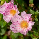 40 Sundial Peppermint Portulaca Grandiflora Moss Rose Pink Streaked Flower Seeds Fresh Garden
