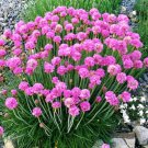 50 Sea Thrift Armeria Maritima California Sea Pink Cliff Rose Flower Seeds Fresh Garden