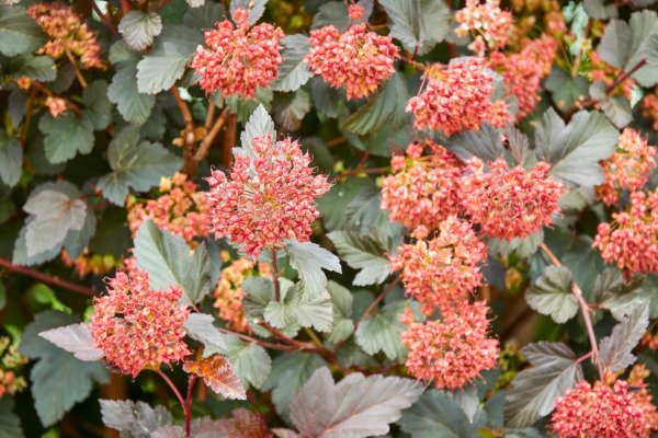50 Pacific Ninebark Physocarp Capitat Western Native Flower Shrub Seeds Fresh Garden