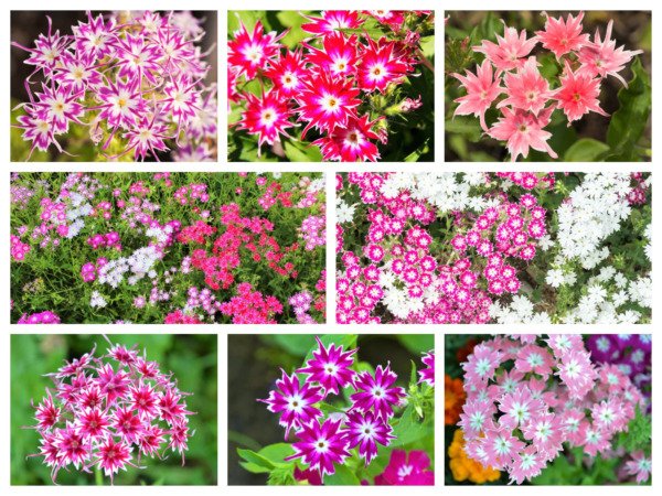 100 Twinkle Dwarf Phlox Drummondii Cuspidata Stellaris Star Mix Flower Seeds Fresh Garden