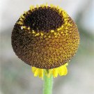 50 Rosilla Helenium Puberulum Autumn Lollipop Sneezeweed Daisy Flower Herb Seeds Fresh Garden