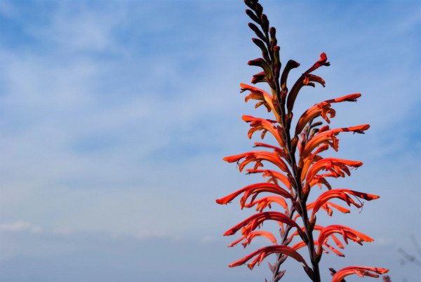 5 African Flag Chasmanthe Floribunda Cornflag Red Orange Hummingbird Flower Seed Fresh Garden