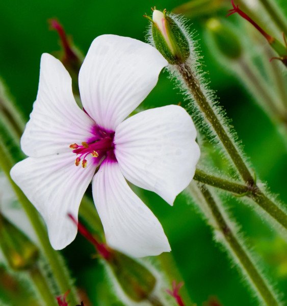 10 White Madeira Geranium Maderense Cranesbill Giant Herb Robert Pink Eye Seeds Fresh Garden