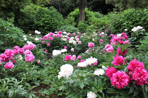 10 Tree Peony Mountain Paeonia Suffruticosa Arborea Color Mix Flower Shrub Seeds Fresh Garden