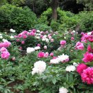 10 Tree Peony Mountain Paeonia Suffruticosa Arborea Color Mix Flower Shrub Seeds Fresh Garden