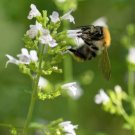20 Calamint Lesser Calamintha Nepeta Officinalis Herb White Lilac Flower Seeds Fresh Garden