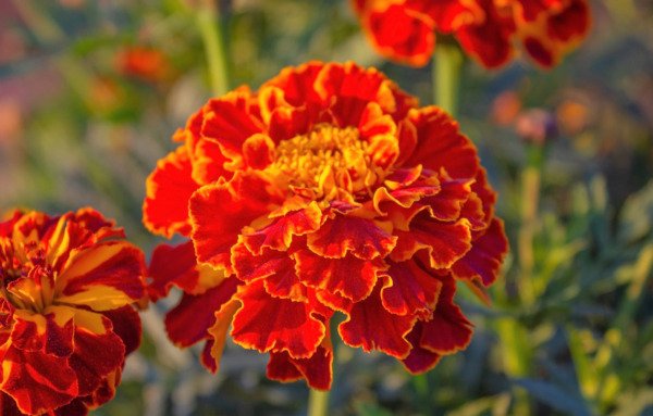 400 Red Cherry Marigold French Red Yellow 2 Tone Tagetes Patula Flower Seeds Fresh Garden