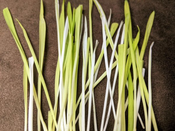 50 Variegated Cat Grass White Green Pet Grass Catgrass Triticum Aestivum Seeds Fresh Garden