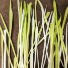 50 Variegated Cat Grass White Green Pet Grass Catgrass Triticum Aestivum Seeds Fresh Garden