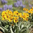 50 Arrowleaf Balsamroot Oregon Sunflower Balsamorhiza Sagittata Flower Seeds Fresh Garden