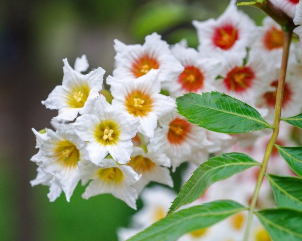 5 Yellowhorn Tree Xanthoceras Sorbifolium White Yellow Red Fragrant Flower Seeds Fresh Garden