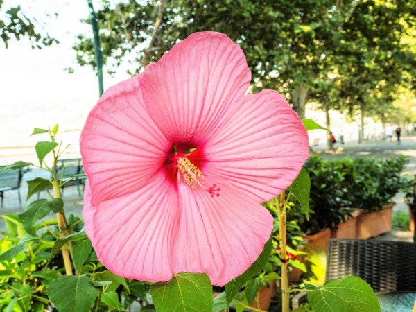 20 Light Pink Hibisc Moscheutos Var. Palustris Hardy Flower Seeds Fresh Garden