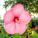 20 Light Pink Hibisc Moscheutos Var. Palustris Hardy Flower Seeds Fresh Garden