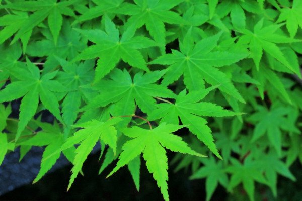 20 Green Japanese Maple Tree Ornamental Acer Palmatum Yellow Fall Foliage Seeds Fresh Garden