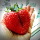 15 Giant Strawberry Fragaria Junebearing Huge Red Berry Fruit White Flower Seeds Fresh Garden