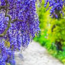 5 Blue Chinese Wisteria Sinensis Ornamental Vine Blue Violet Purple Flower Seeds Fresh Garden