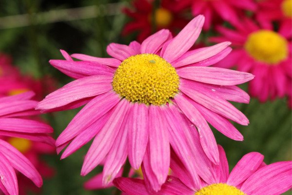 100 Pink Robinsons Daisy Painted Chrysanthemum Coccineum Pyrethrum Flower Seeds Fresh Garden