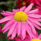 100 Pink Robinsons Daisy Painted Chrysanthemum Coccineum Pyrethrum Flower Seeds Fresh Garden