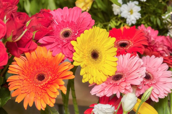20 Gerber Daisy Mixed Colors Gerbera Jamesonii Barberton African Flower Seeds Fresh Garden