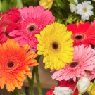 20 Gerber Daisy Mixed Colors Gerbera Jamesonii Barberton African Flower Seeds Fresh Garden