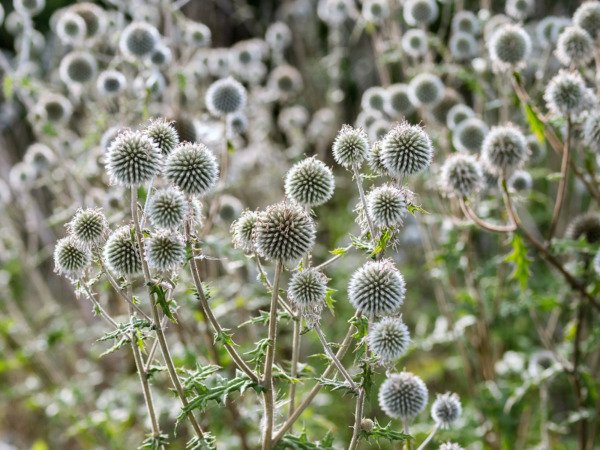 20 Silver Giant Globe Thistle Echinops Sphaerocephal Silver White Flower Seeds Fresh Garden