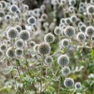 20 Silver Giant Globe Thistle Echinops Sphaerocephal Silver White Flower Seeds Fresh Garden