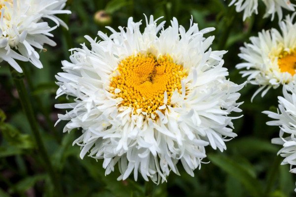 30 Double Crazy Daisy Leucanthemum Superbum 3 " Frizzled White Shasta Flower Seed Fresh Garden