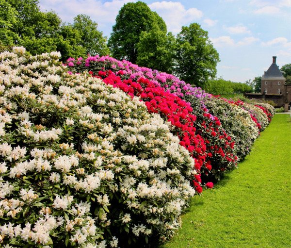 50 Mixed Hybrids Rhododendron Spp Mixed Colors Flower Sun Shade Bush Shrub Seeds Fresh Garden