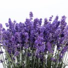300 Italian Lavender Lavandula Angustifolia Blue Purple Flower Herb Seeds Fresh Garden