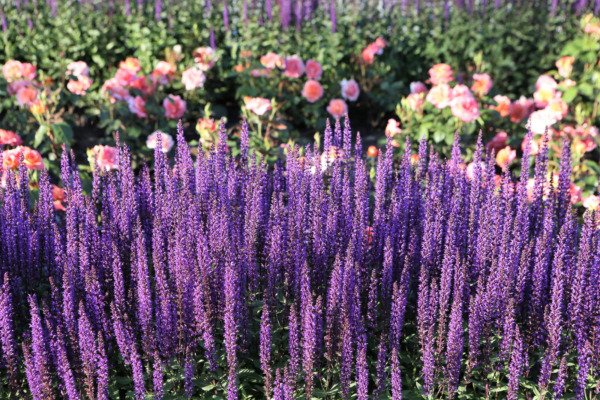 200 Munstead Lavender Blue English Lavandula Angustifolia Purple Flower Seeds Fresh Garden