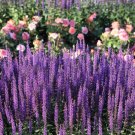 200 Munstead Lavender Blue English Lavandula Angustifolia Purple Flower Seeds Fresh Garden