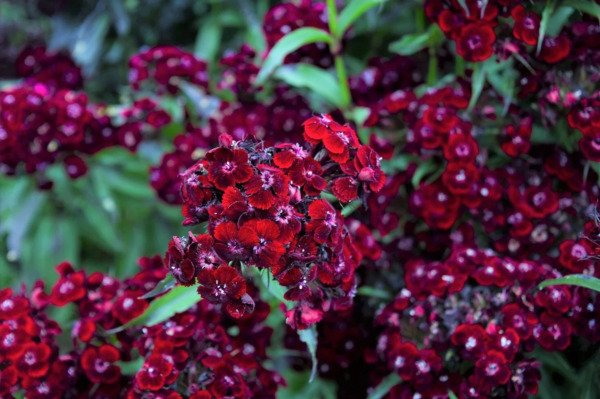 30 Sooty Dianth Barbat Dark Maroon Red Sweet William Flower Seeds Fresh Garden