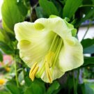 5 White Cathedral Bells Vine Cup Saucer Cobaea Scandens Alba Flower Seeds Fresh Garden