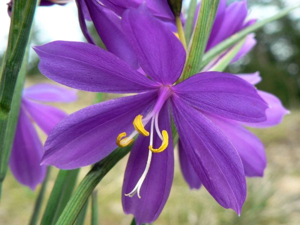 20 Grasswidow Purple Eyed Grass Widow Olsynium Douglasii Purple Flower Seeds Fresh Garden