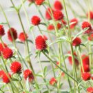 50 Strawberry Fields Gomphrena Haageana Globe Amaranth Scarlet Red Flower Seeds Fresh Garden