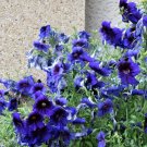 50 Organic Kew Blue Painted Tongue Salpiglossis Sinuata Trumpet Flower Seeds Fresh Garden