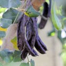 20 Carob Tree Saint John'S Bread Ceratonia Siliqua Edible Fruit Pods Tree Seeds Fresh Garden