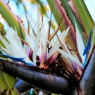 5 Giant Bird Of Paradise Strelitzia Nicolai Wild Banana White Crane Flower Seeds Fresh Garden