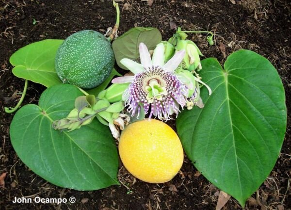 10 Sweet Granadilla Yellow Passionfruit Passiflora Ligularis Fruit Vine Seeds Fresh Garden