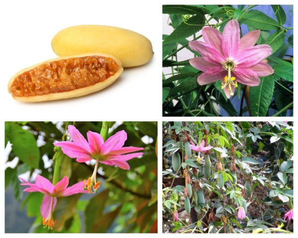 10 Banana Passion Fruit Pink Flower Passiflora Mollissima Yellow Vine Seeds Fresh Garden