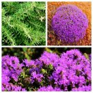 40 Conehead Thyme Thym Capitat Thymbra Mediterranean Herb Flower Seeds Fresh Garden